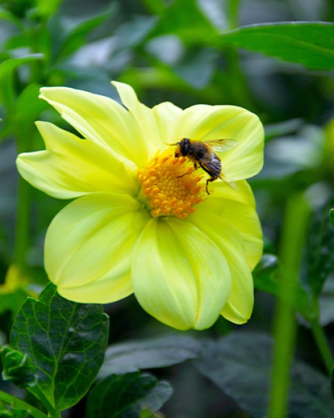 Dahlia Yellow Sneezy46